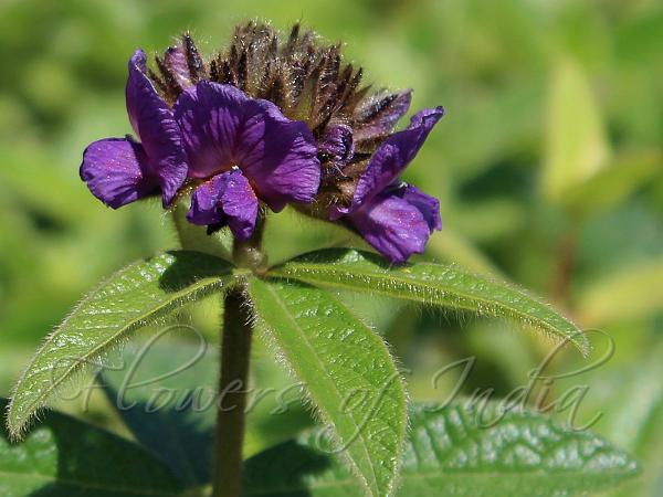 Nilgiri Flemingia
